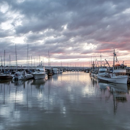 boats in a marina